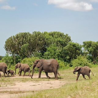 Queen Elizabeth - Elephants
